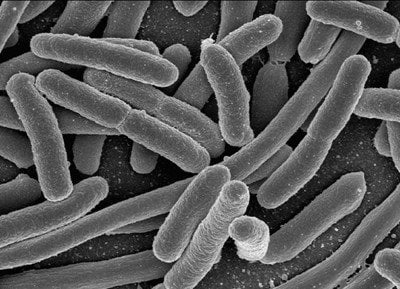 Why Most Probiotics Don't Work: A Deep Dive into Strain Specificity